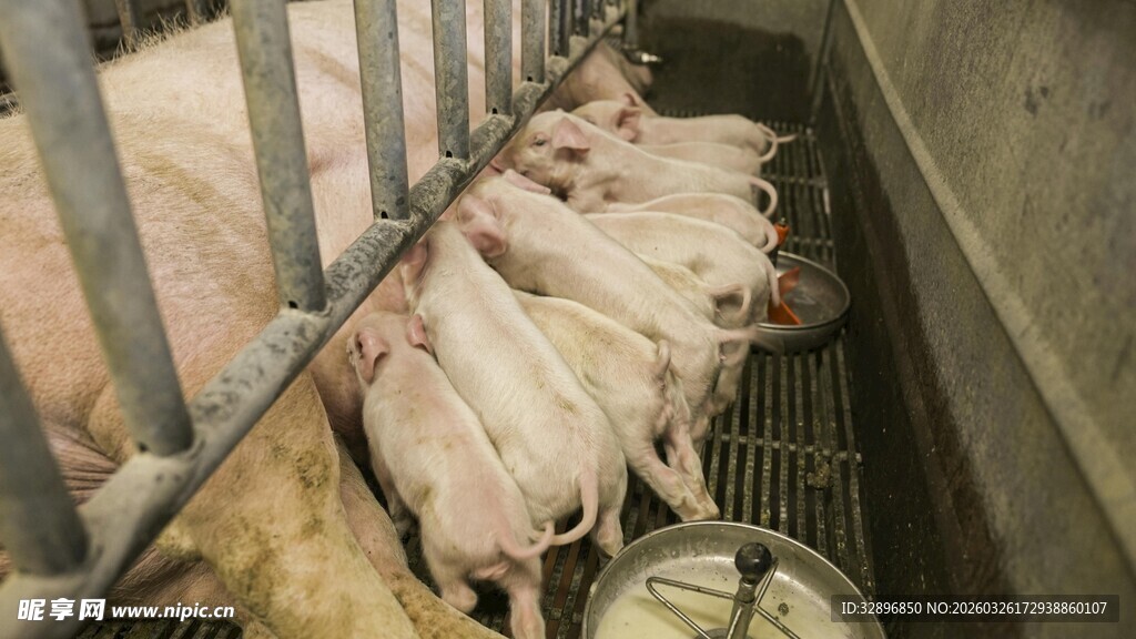 猪圈里进食的一群生猪