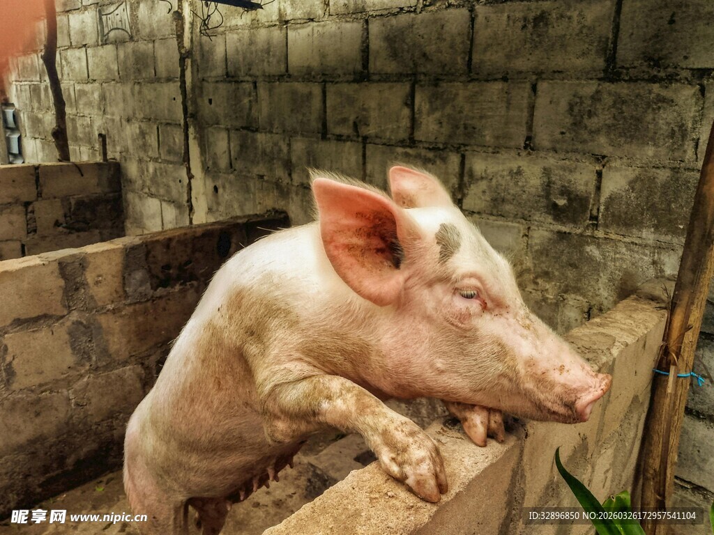 圈舍里的可爱小猪