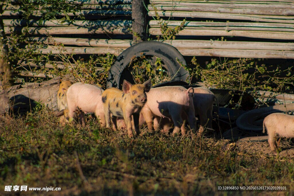 田园中觅食的一群小猪