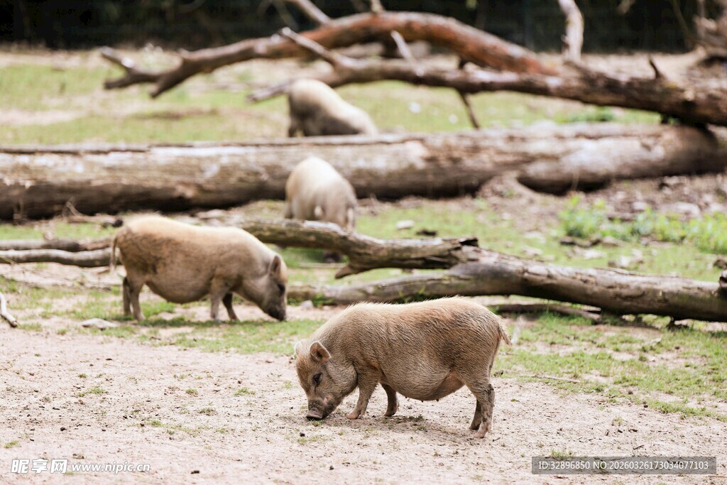 野外觅食的几只小猪