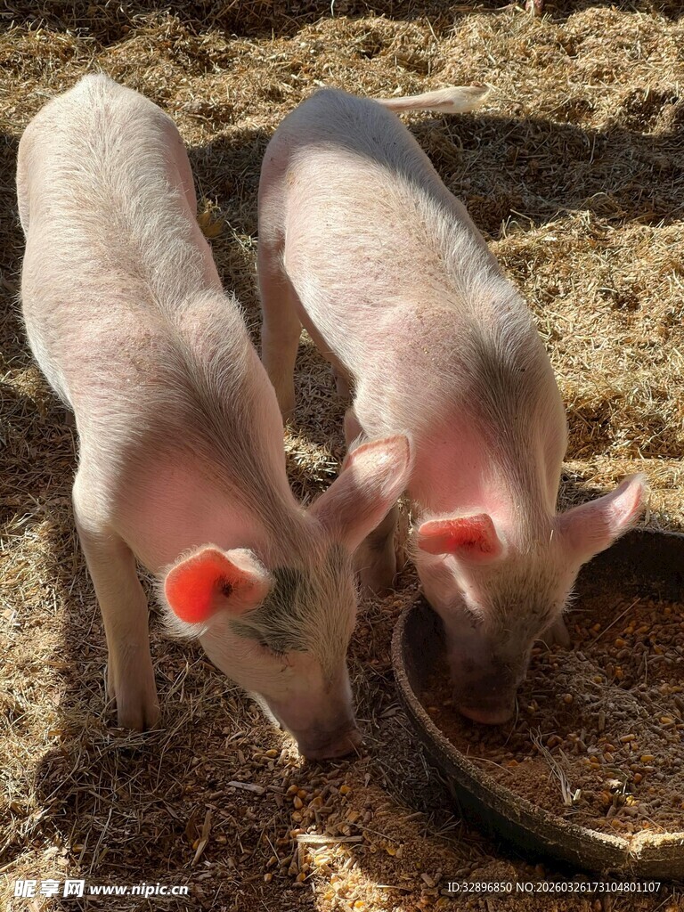 两只小猪在地面觅食