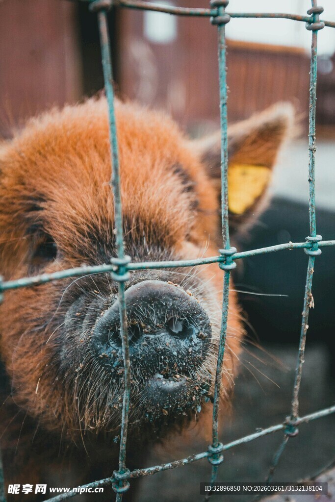 铁栏后的可爱小猪