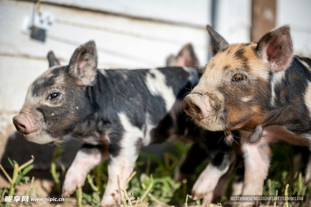 可爱小猪在户外