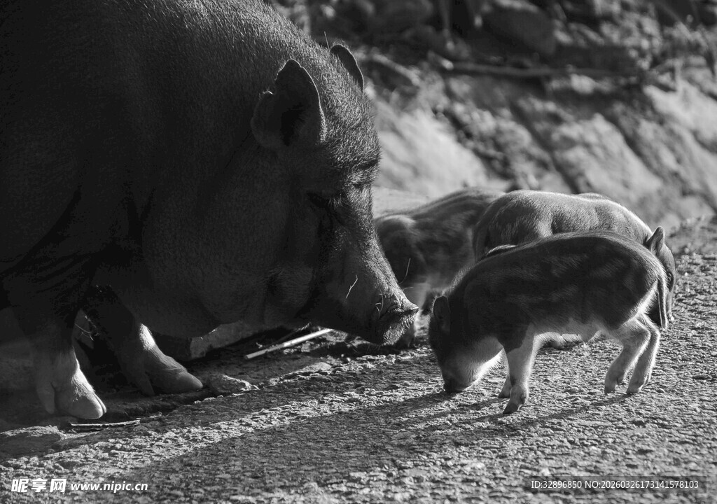 野猪与幼崽亲昵互动场景