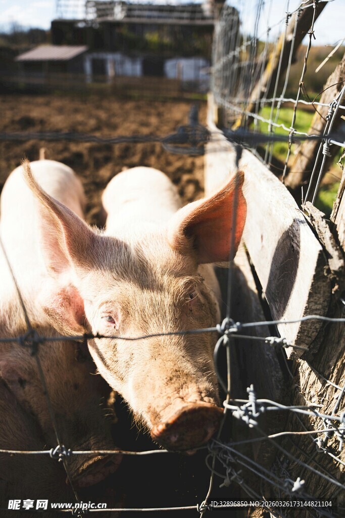 围栏里的猪