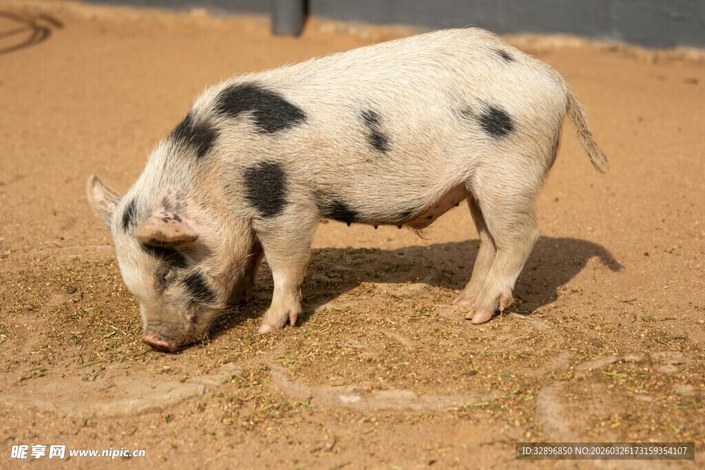 黑白花小猪低头吃谷物