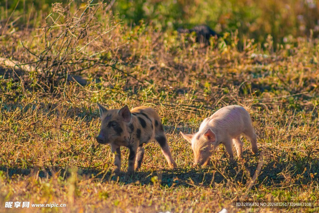 草原上的野猪与小羊