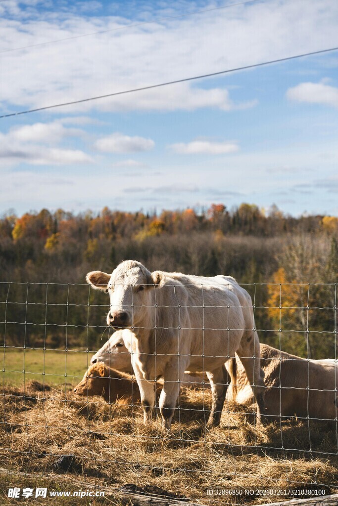 田野中的悠闲牛群