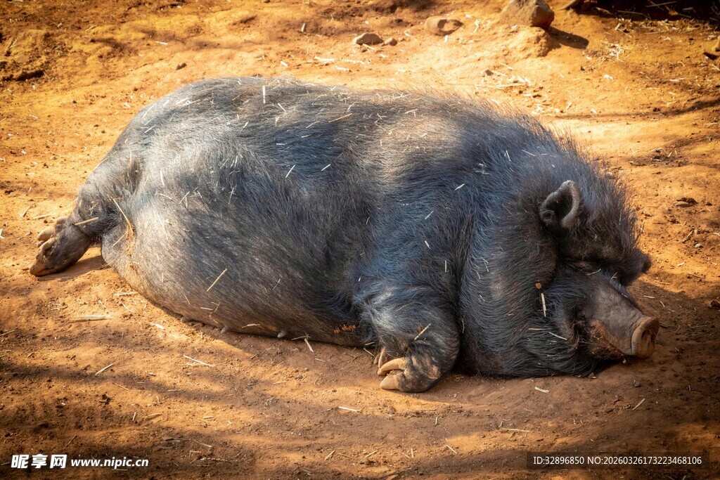 酣睡的灰色小猪