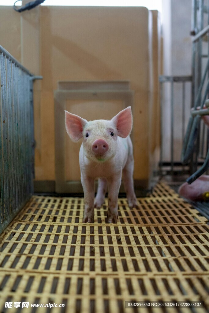 小猪站在养殖栏中