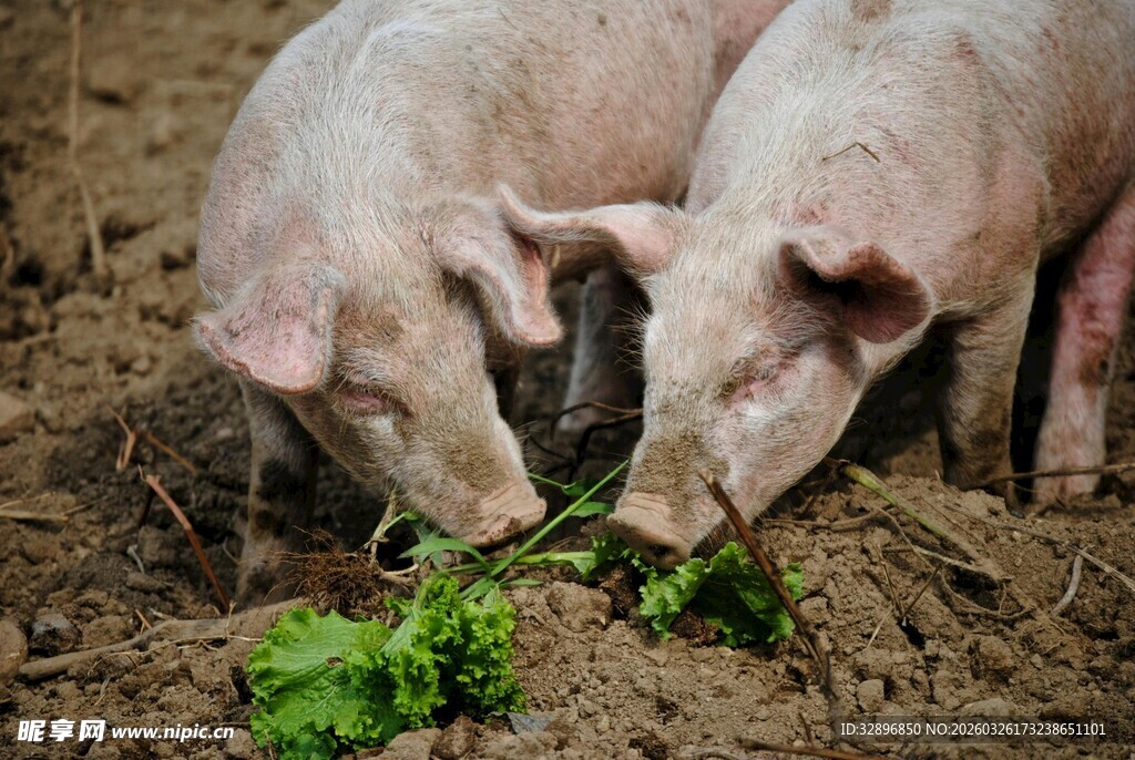 两只小猪进食图