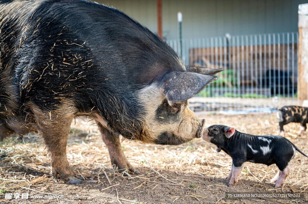 大猪与小猪亲昵互动场景