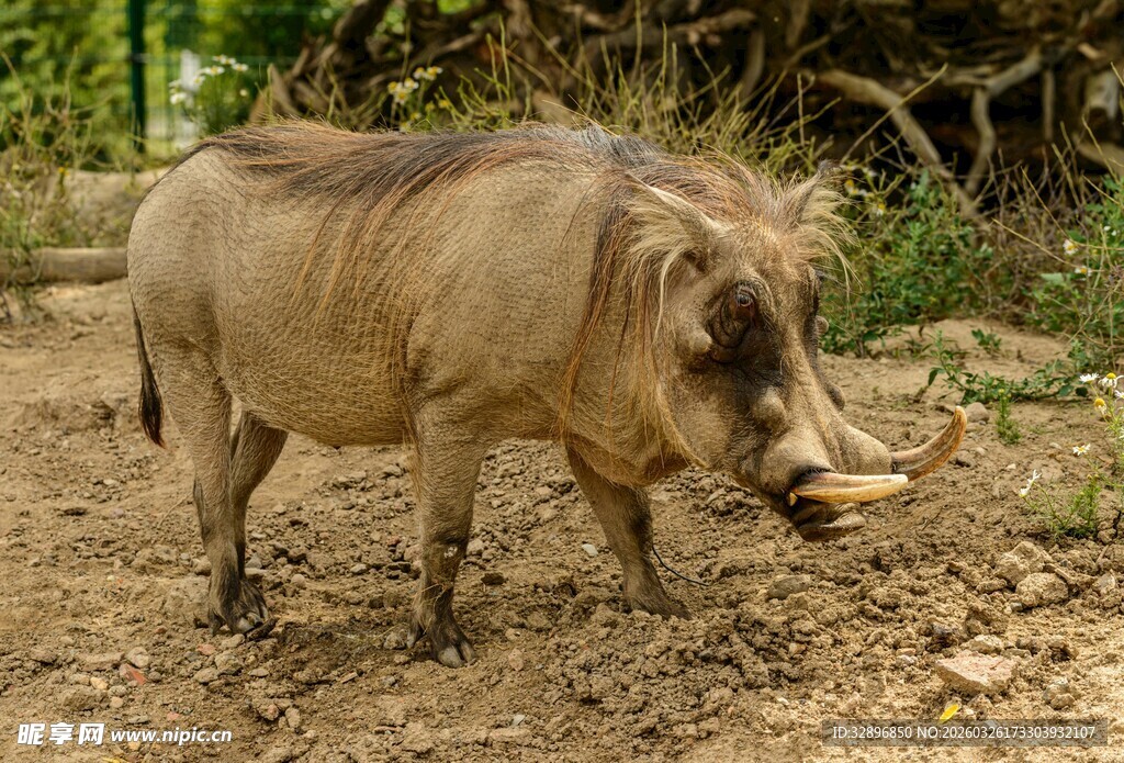 野外站立的疣猪