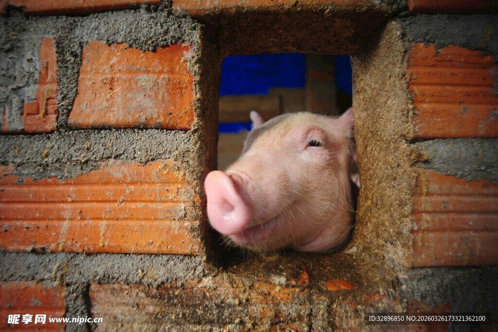 砖墙洞中的小猪脑袋