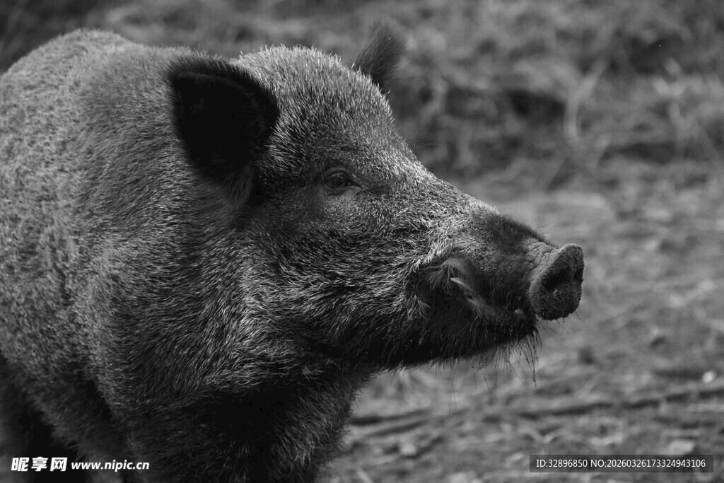 野外的一只野猪