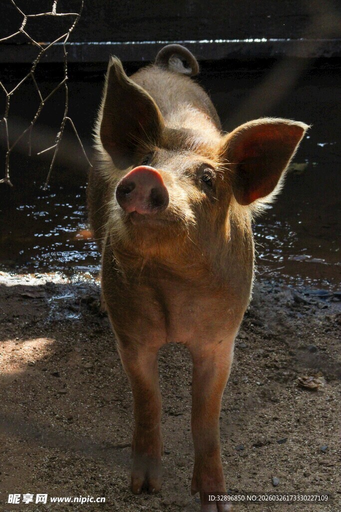 可爱小猪站在围栏旁