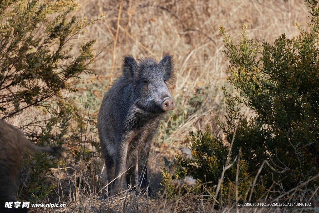 野外孤狼站立于草丛间