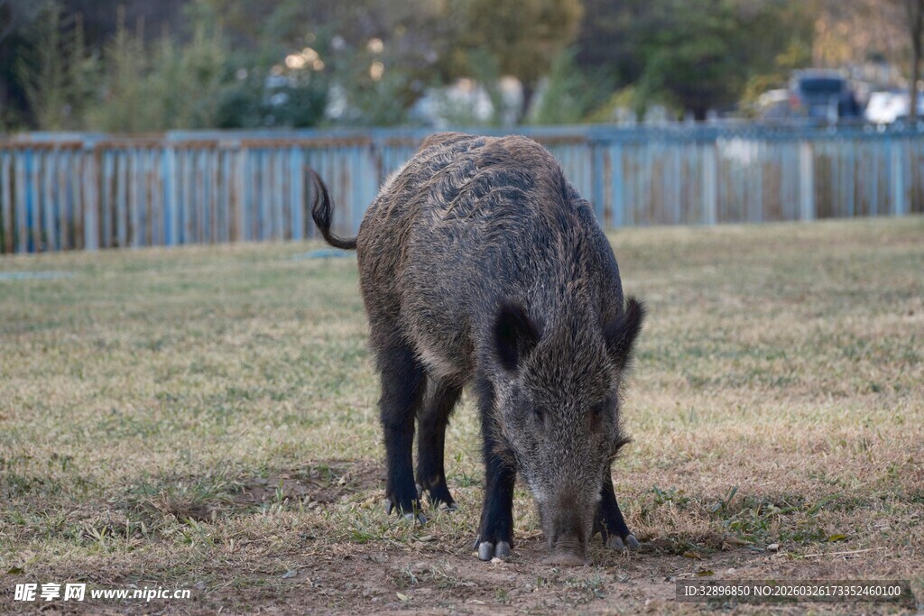 野外觅食的野猪