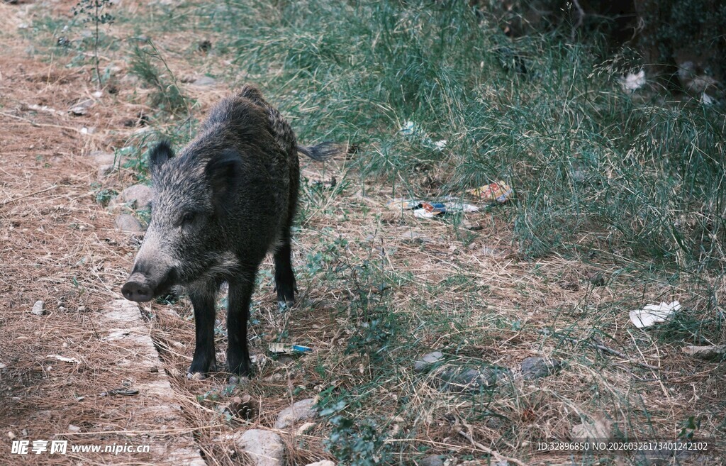 野外站立的黑色野猪