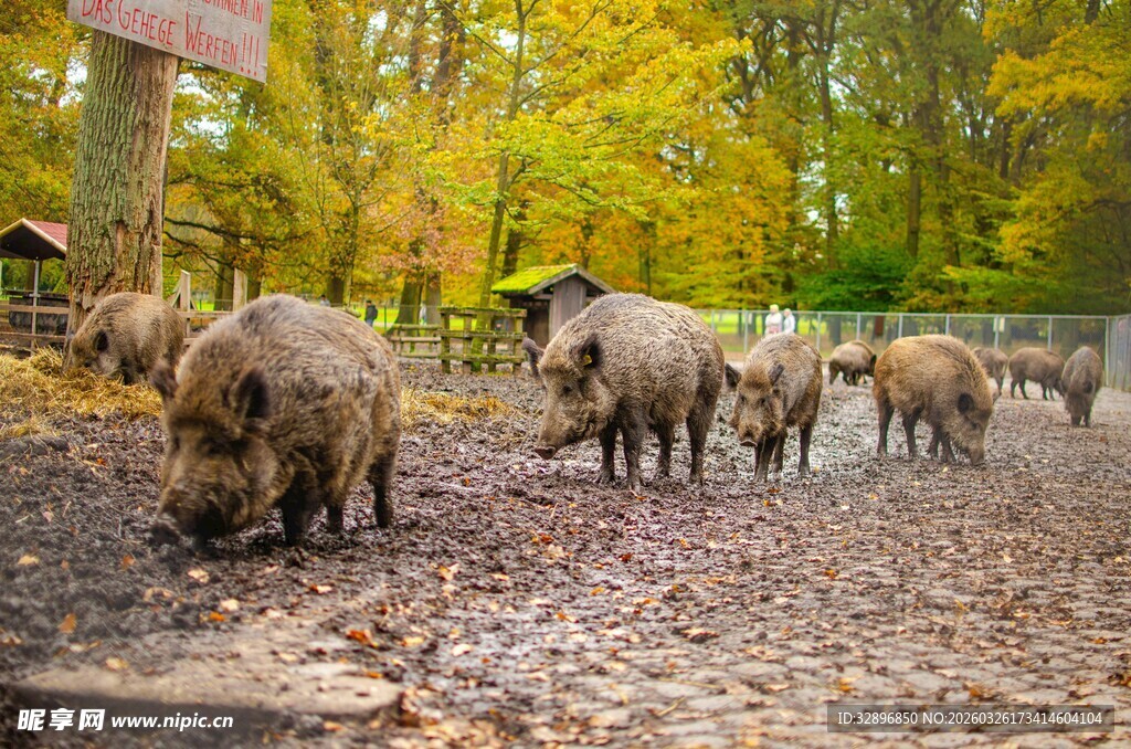 秋日林间觅食的野猪群