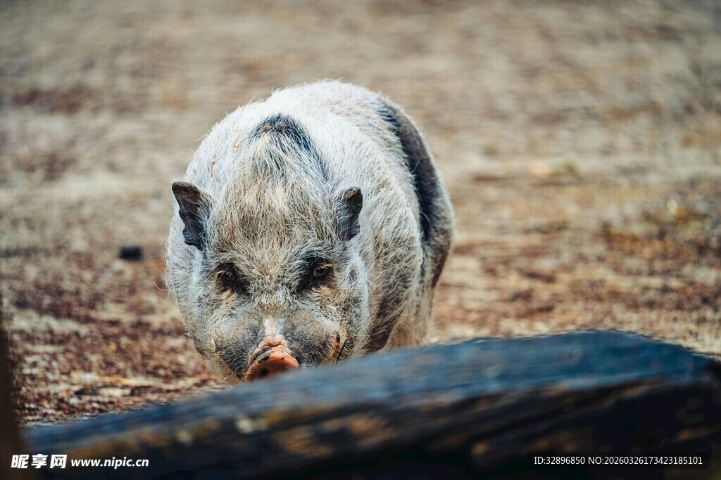 野外觅食的黑白条纹小猪