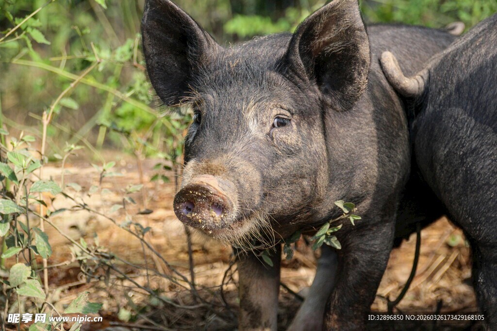 田野中的黑猪