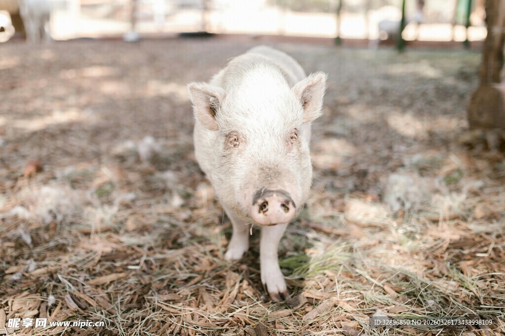 田野中的可爱小猪
