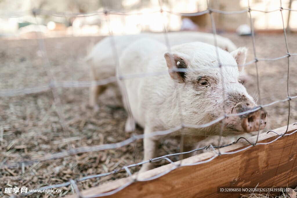 笼中白狗吐舌神情落寞