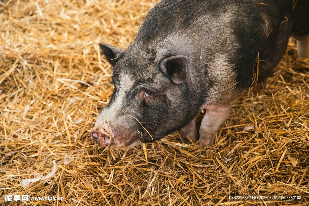 猪在干草上休憩