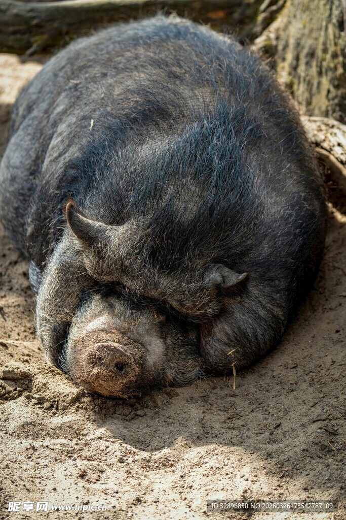 酣睡的黑猪