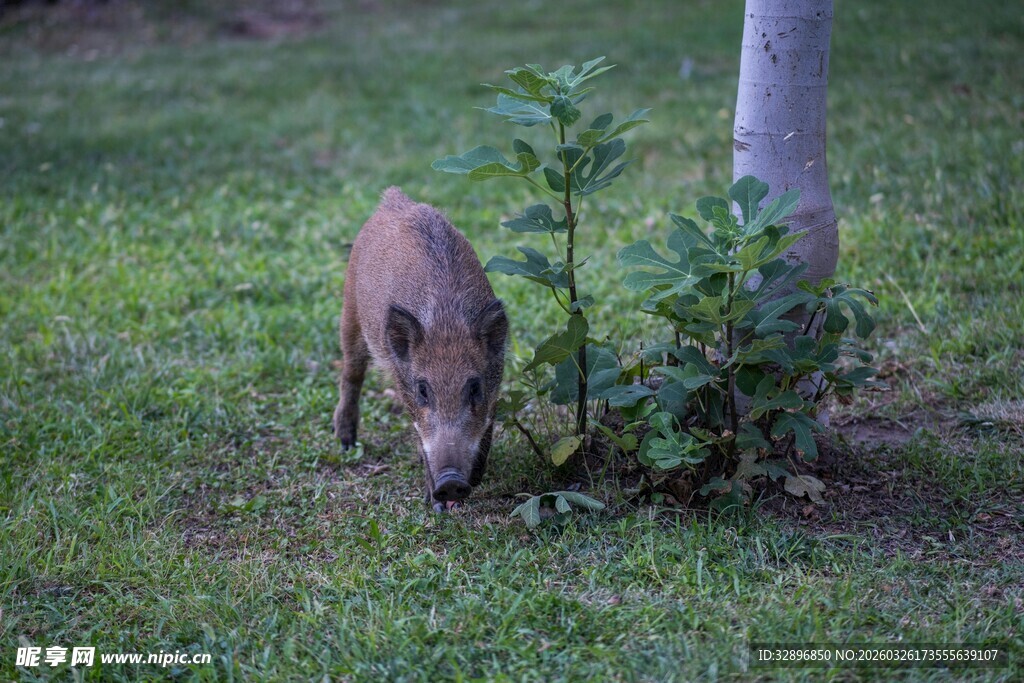 草地上觅食的小野猪