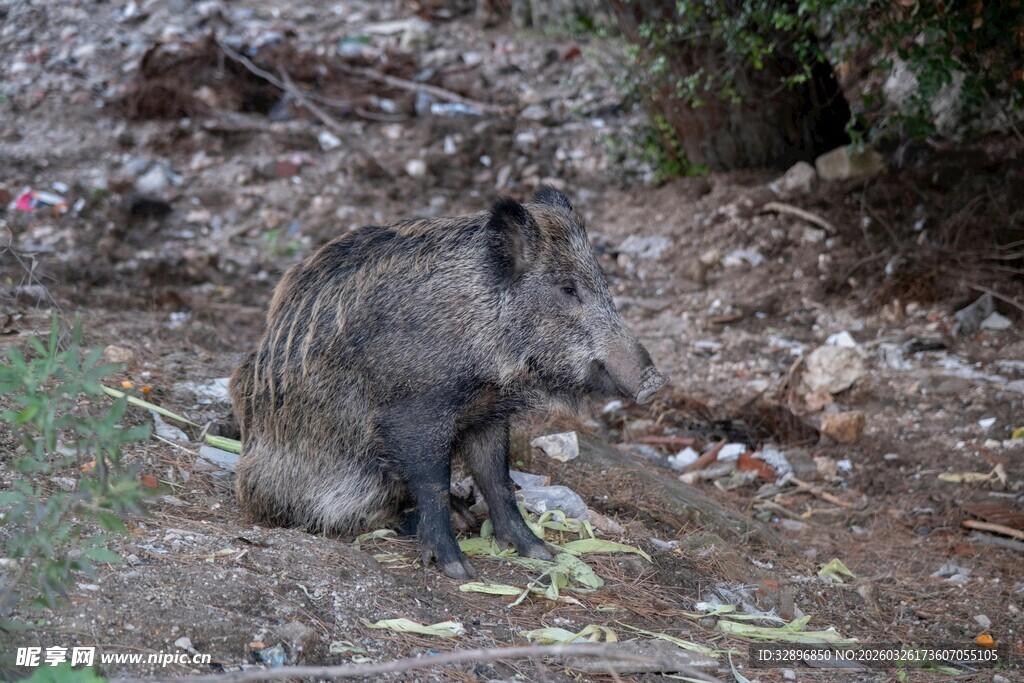野外蹲坐的野猪