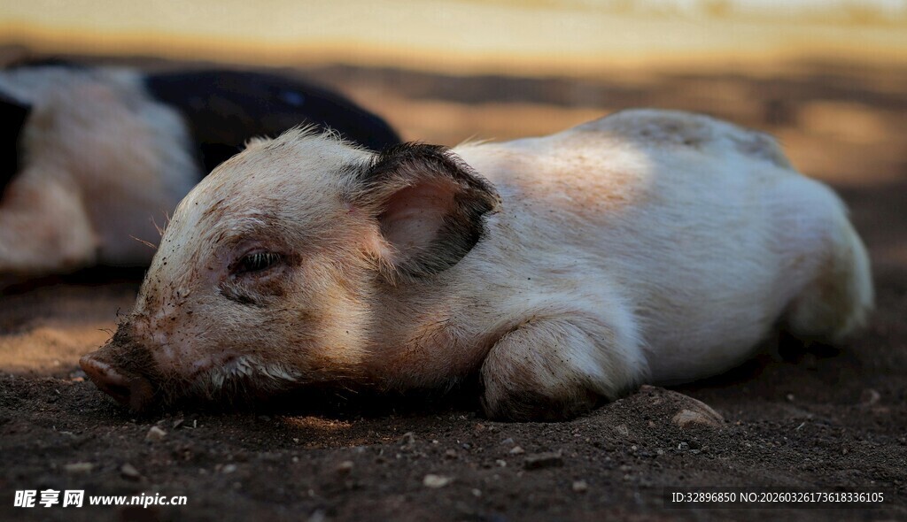 趴着休息的可爱小猪