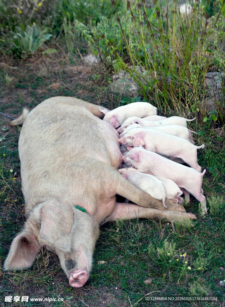 母猪哺乳小猪画面