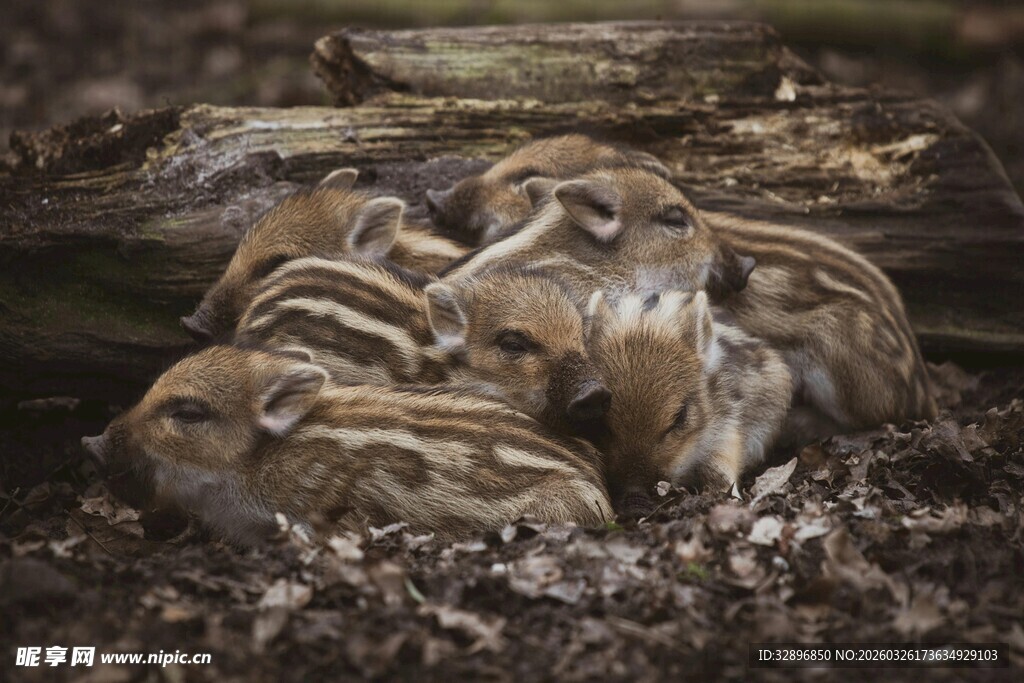 一群条纹小猪依偎在一起