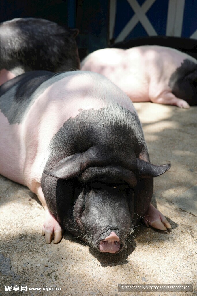 趴着休息的几头肥猪