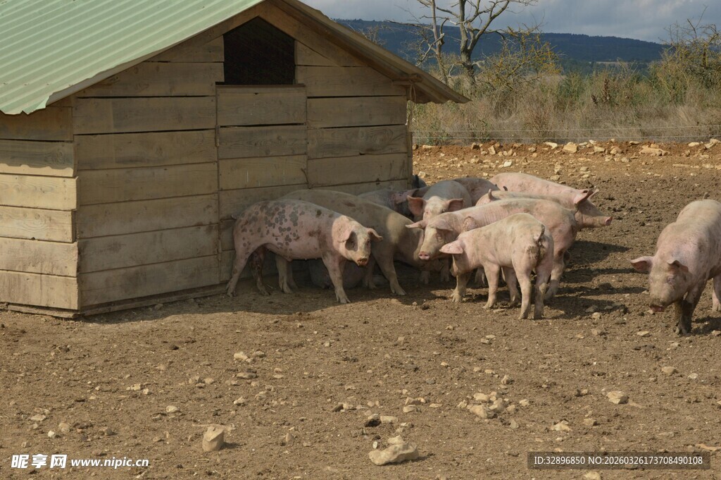 木屋旁的一群猪