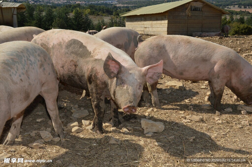 户外猪群进食场景