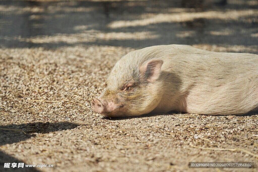 酣睡的小猪