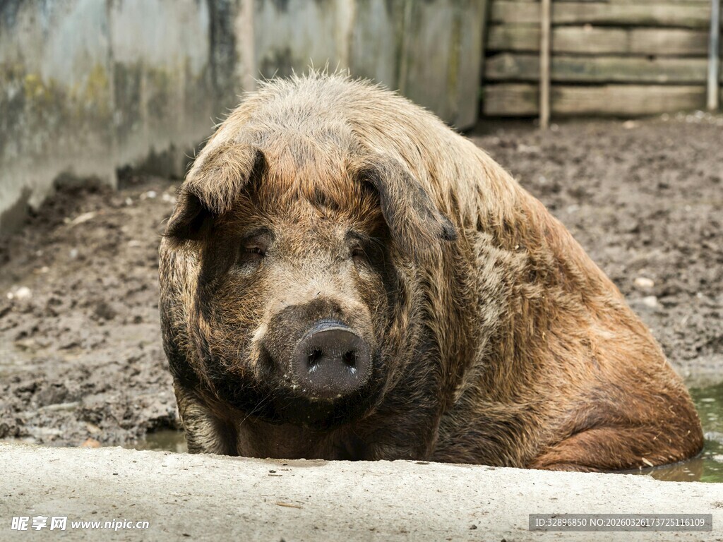 棕色肥猪坐于泥土地