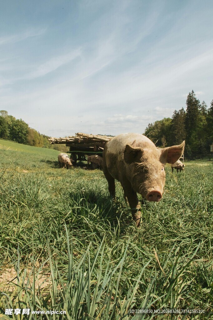 草地上的小猪