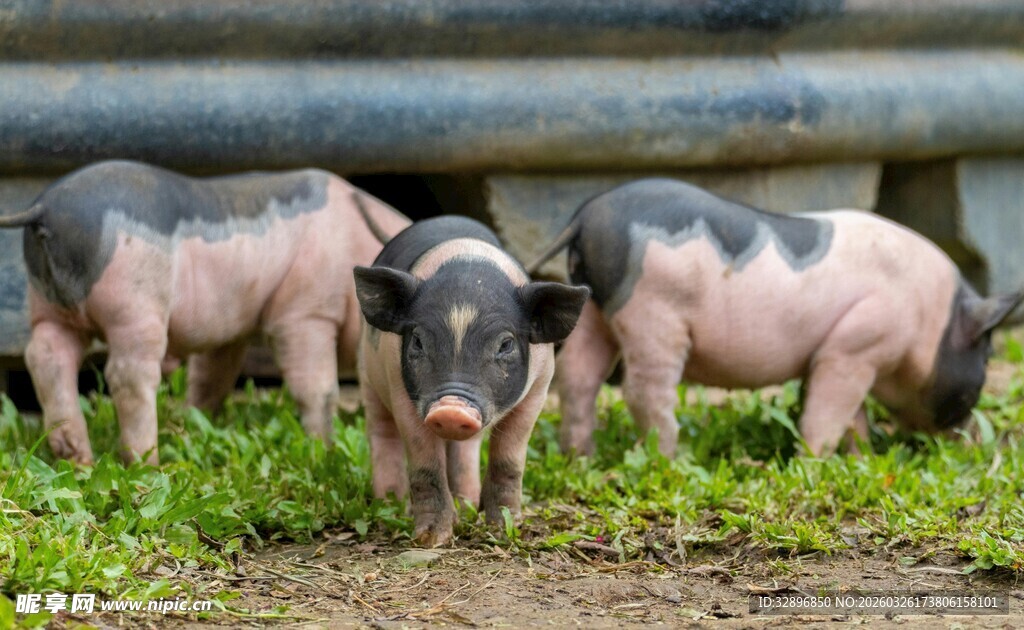 小猪在草地上嬉戏