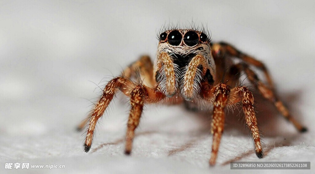 微距下的跳蛛特写