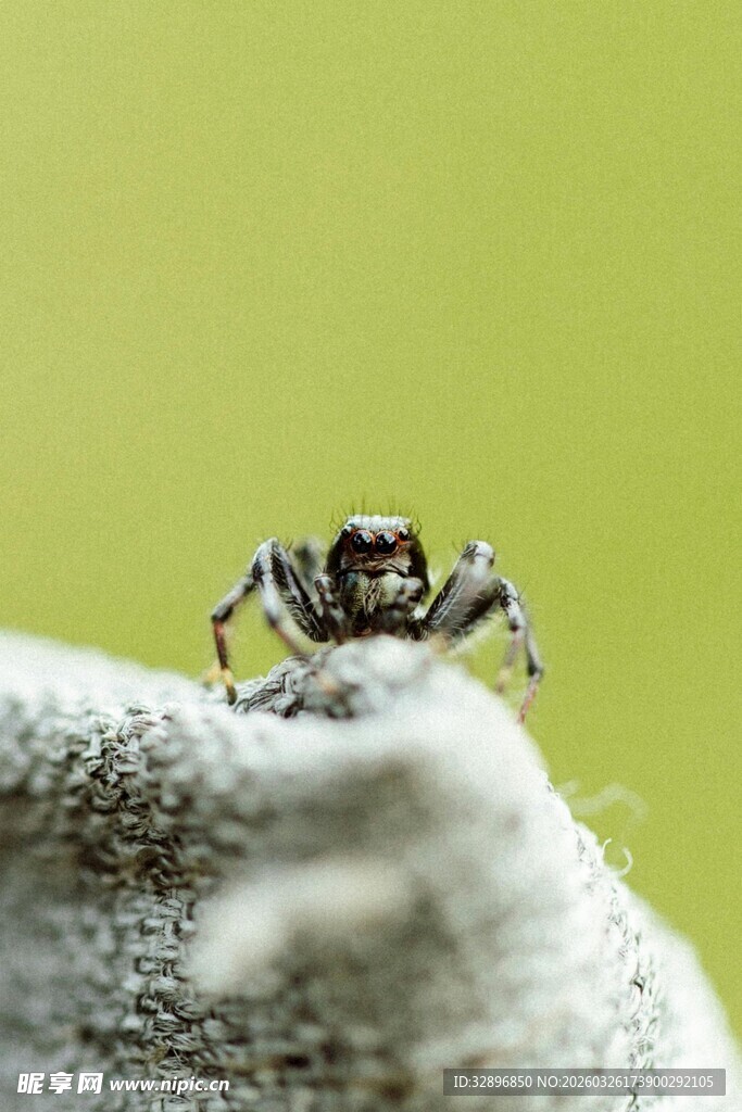 微距下的跳跃小蜘蛛