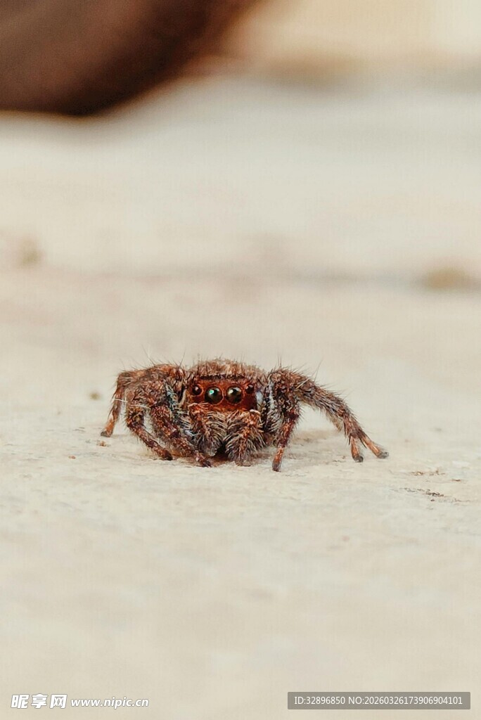 微距下的跳跃小蜘蛛
