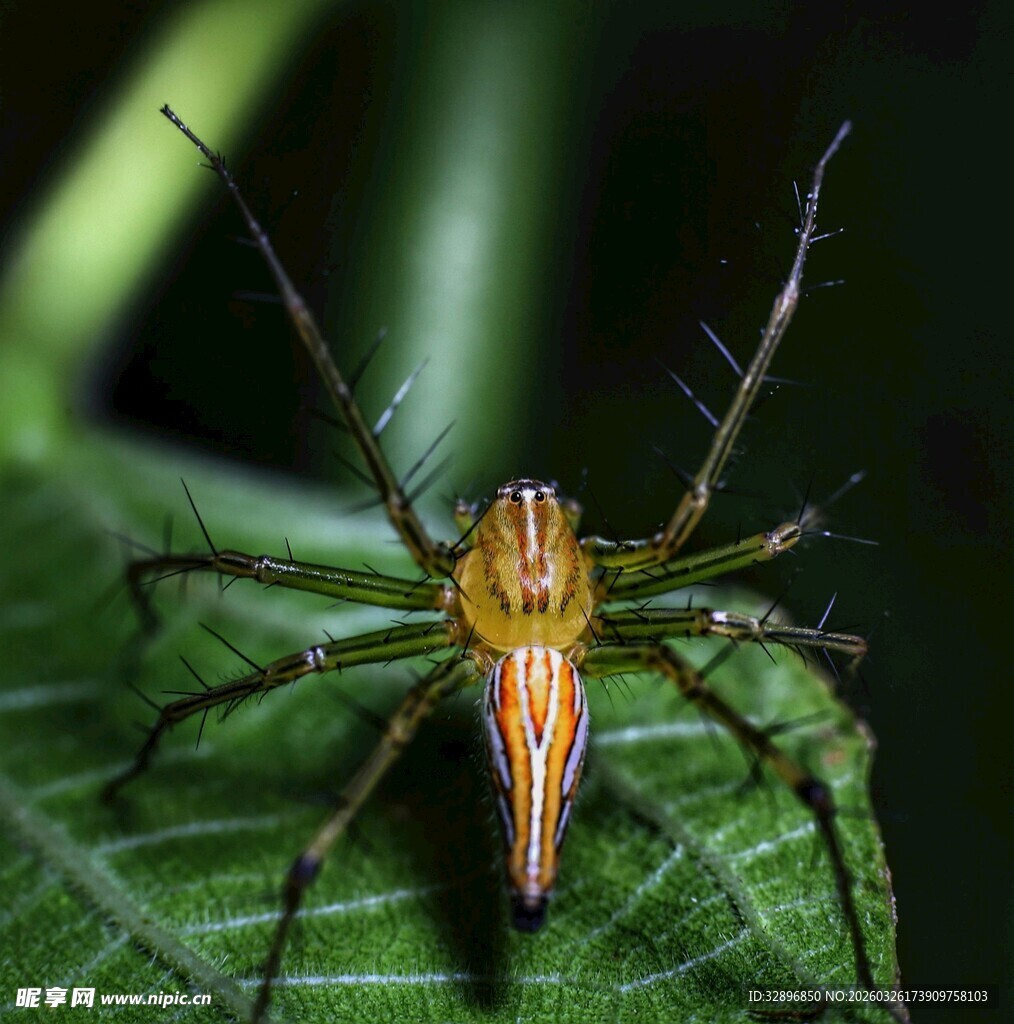 绿叶上的长脚蜘蛛