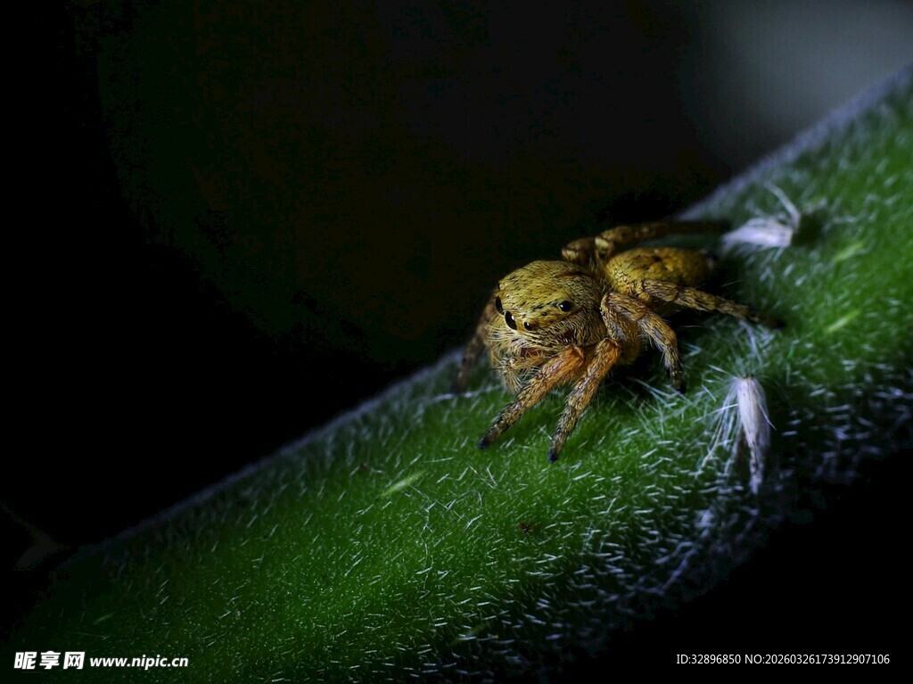 草丛中的黄色跳蛛