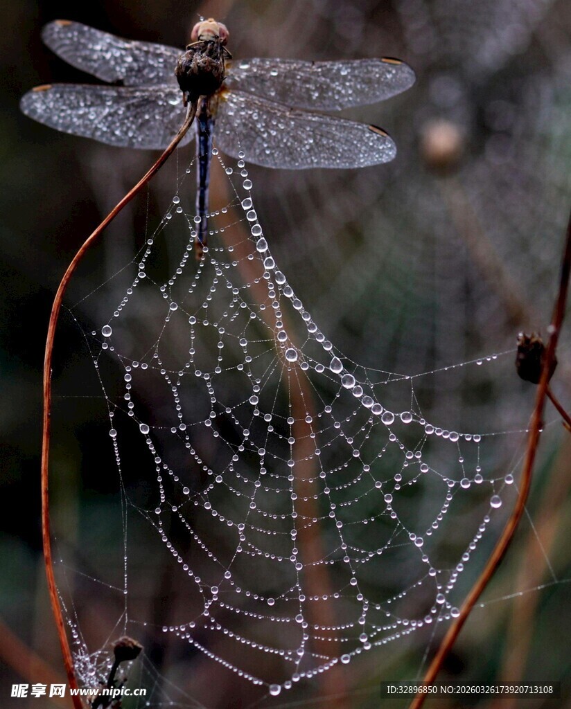 带露珠的蛛网与蜻蜓