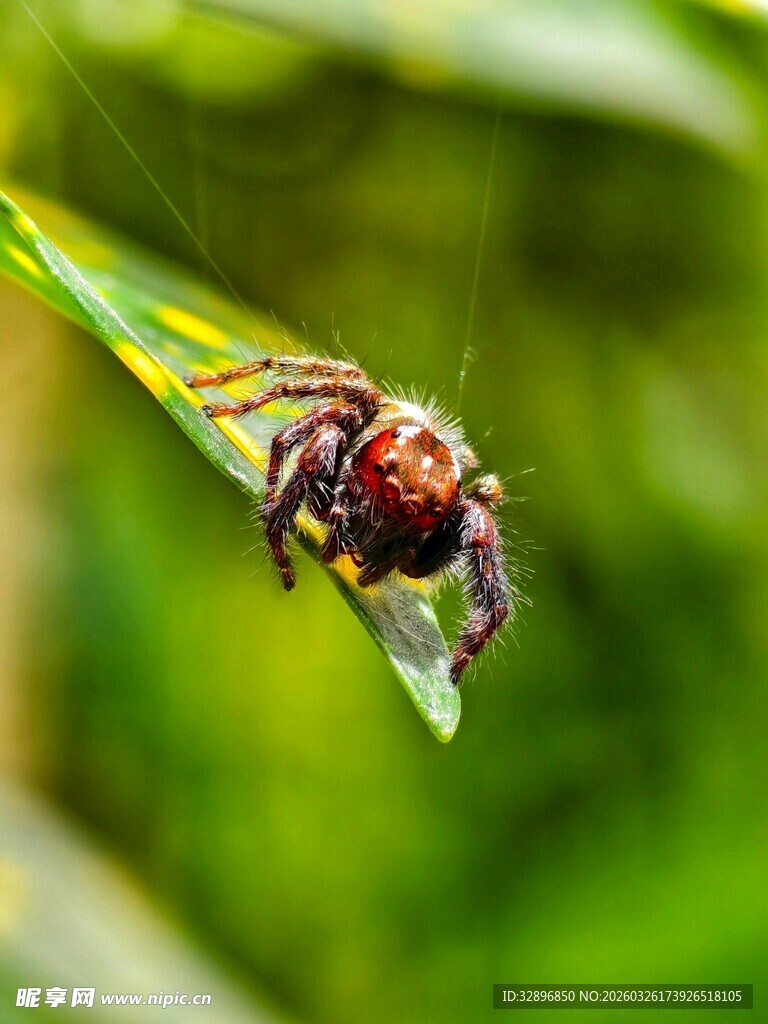 绿叶上的多彩蜘蛛