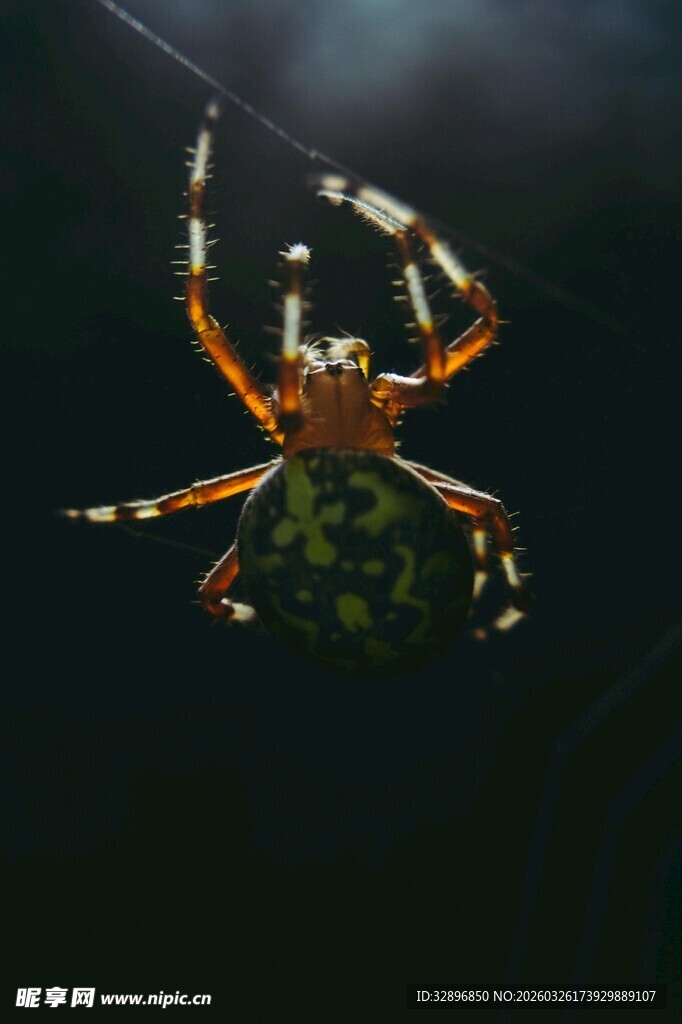 悬于丝上的斑斓蜘蛛